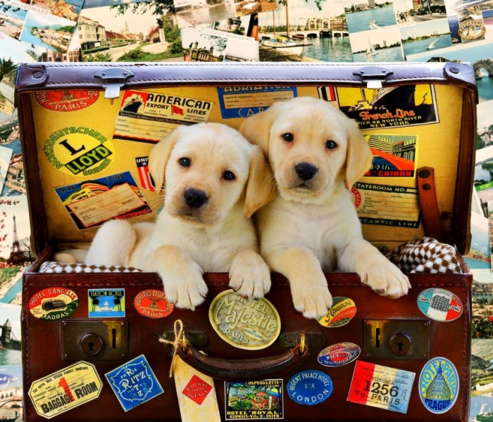 Puzzle - Bluebird - Due piccoli viaggiatori