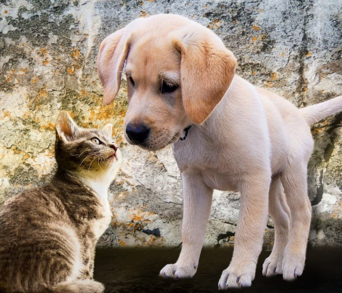 Puzzle - Bluebird - Gattino e cucciolo