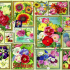 Puzzle - Bluebird - Immagini di fiori