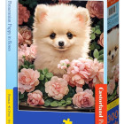 Puzzle - Castorland - Cucciolo di Pomerania a Roses