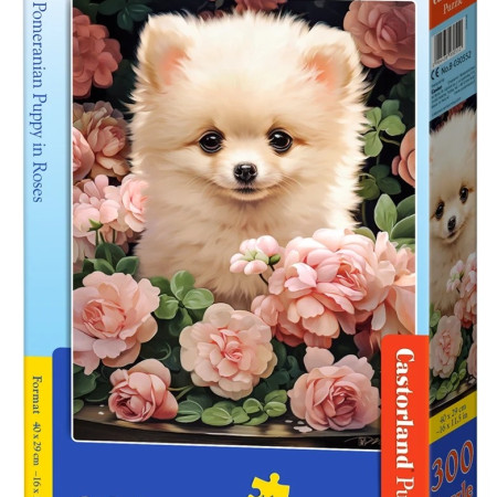 Cucciolo di Pomerania a Roses