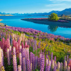 Puzzle - Castorland - Lago Tekapo, Nuova Zelanda