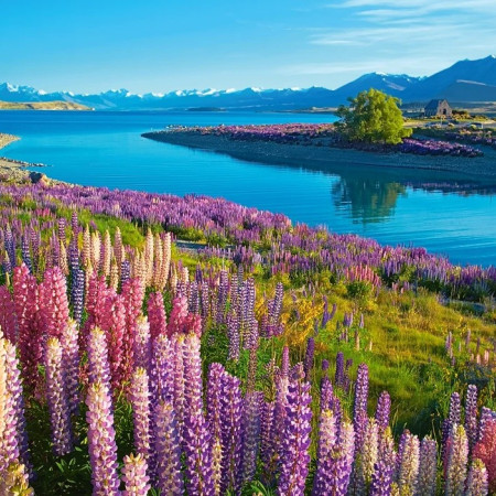Lago Tekapo, Nuova Zelanda