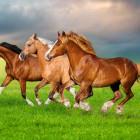 Puzzle - Castorland - Cavalli in corsa primaverile