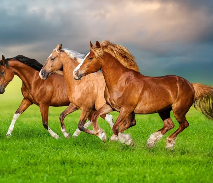 Puzzle - Castorland - Cavalli in corsa primaverile
