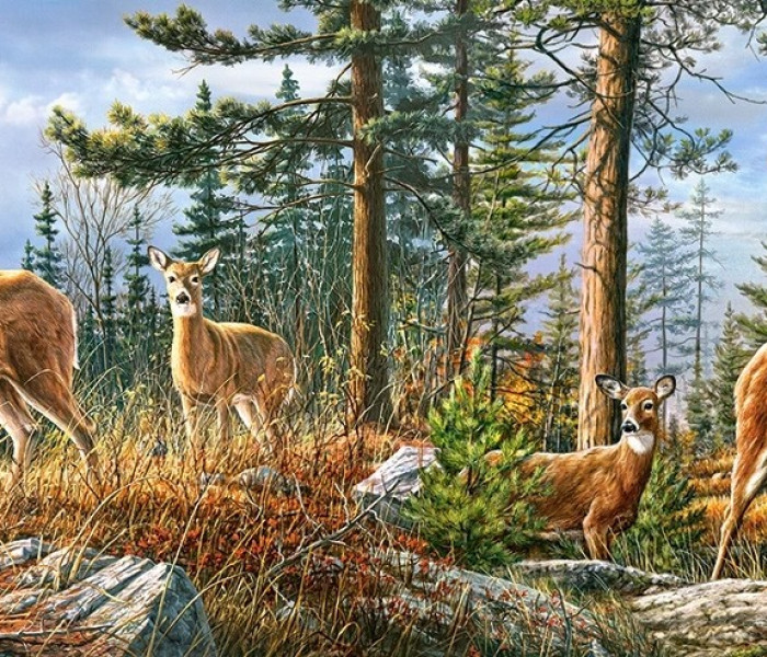 Puzzle - Castorland - Famiglia dei cervi reali