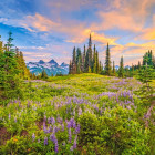 Puzzle - Castorland - Fiori del mattino