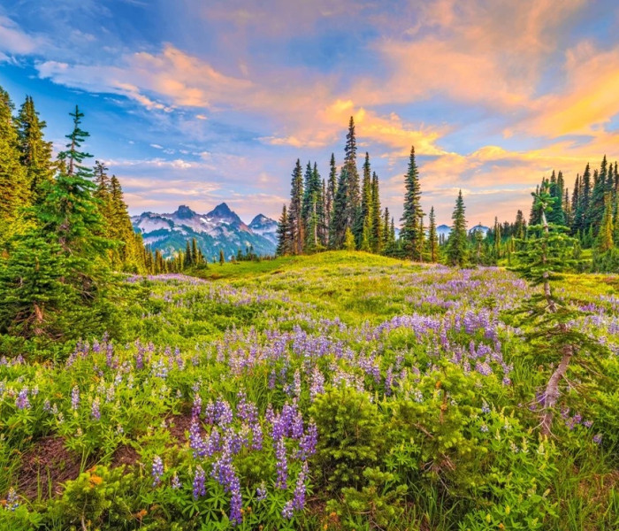 Puzzle - Castorland - Fiori del mattino