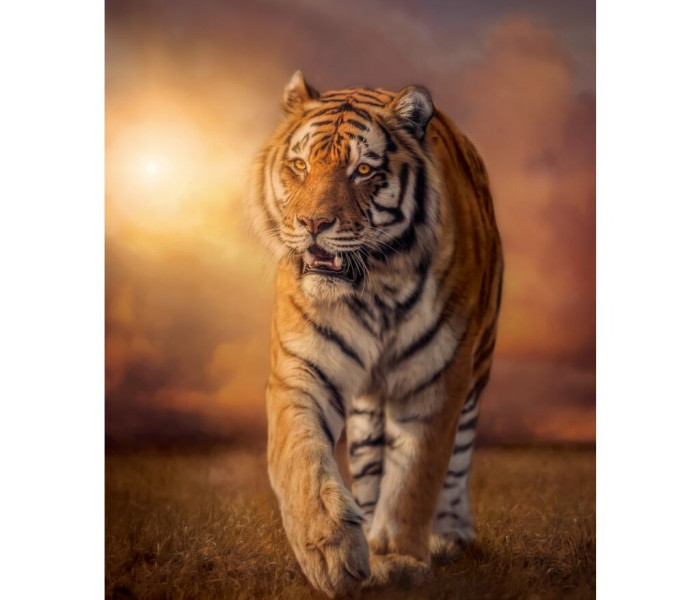 Puzzle - Clementoni - Tigre