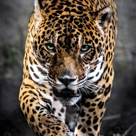 Un giaguaro che cammina