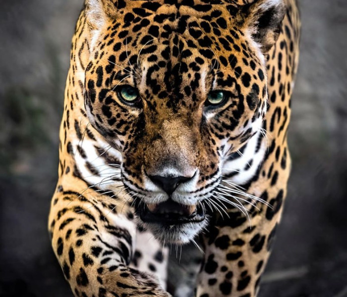 Puzzle - Clementoni - Un giaguaro che cammina