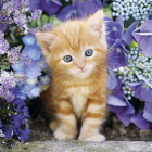 Puzzle - Clementoni - Gattino rosso tra i fiori