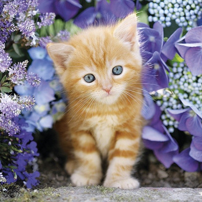 Gattino rosso tra i fiori