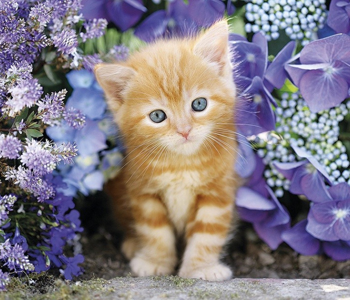 Puzzle - Clementoni - Gattino rosso tra i fiori