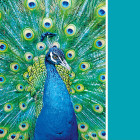 Puzzle - Clementoni - Pavone turchese