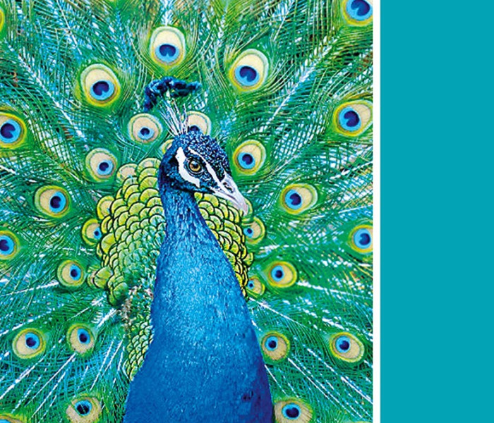 Puzzle - Clementoni - Pavone turchese