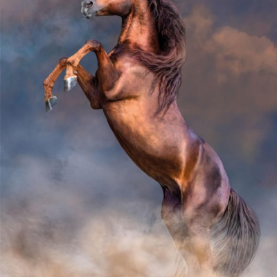 Grande stallone rosso