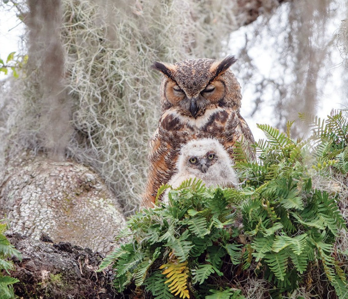 Puzzle - Cobble Hill - Gufo di montagna