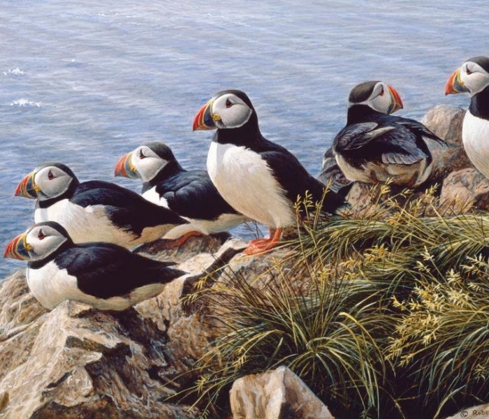 Puzzle - Cobble Hill - Giornata limpida