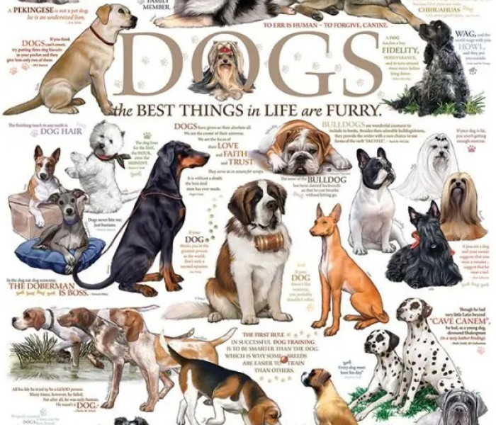 Puzzle - Cobble Hill - Messaggi del cane