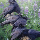 Puzzle - Cobble Hill - Incontro dei corvi