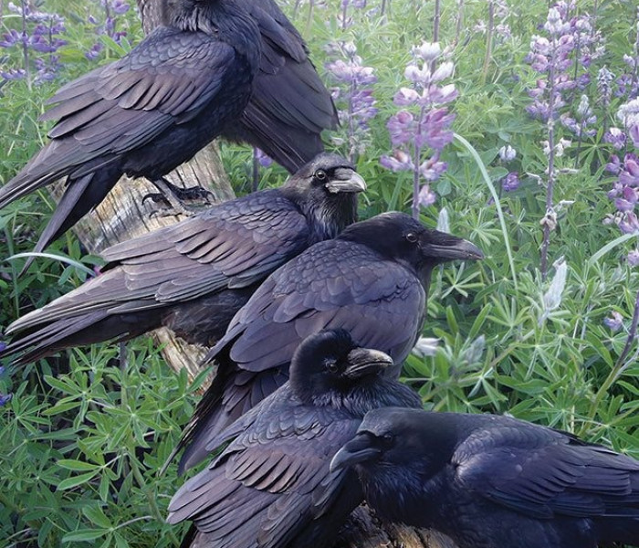 Puzzle - Cobble Hill - Incontro dei corvi