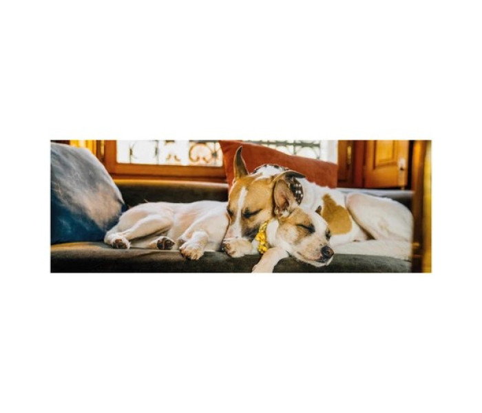 Puzzle - Dino - Gump sul divano