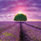 Puzzle - Dino - Campo di lavanda