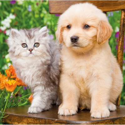 Cane e gatto in giardino