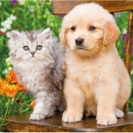 Cane e gatto in giardino