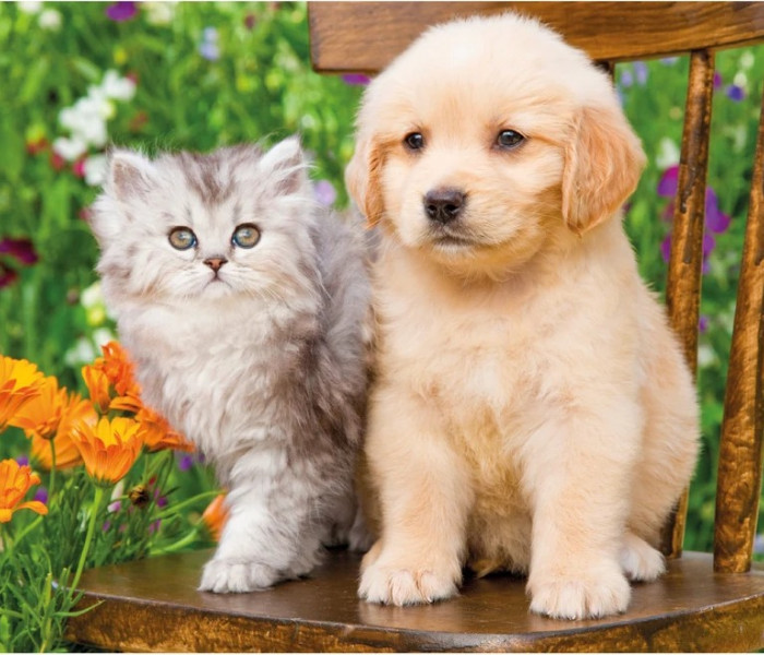 Puzzle - Dino - Cane e gatto in giardino