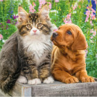 Puzzle - Dino - Cane e gatto in giardino