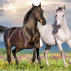 Puzzle - Dino - Cavalli innamorati