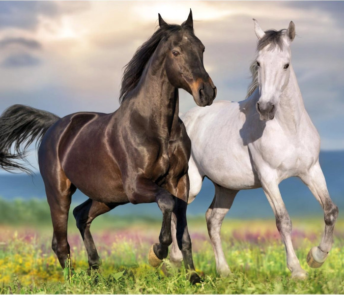 Puzzle - Dino - Cavalli innamorati