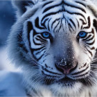 Puzzle - Dino - Tigre bianca