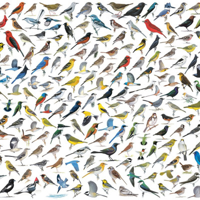 Mondo degli uccelli