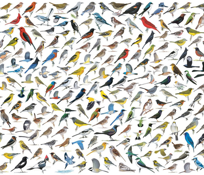 Puzzle - Eurographics - Mondo degli uccelli