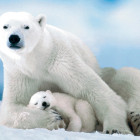 Puzzle - Eurographics - Orso polare