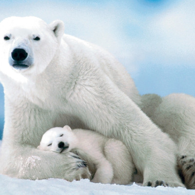 Orso polare