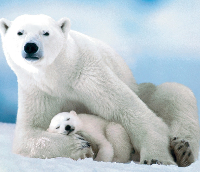 Puzzle - Eurographics - Orso polare