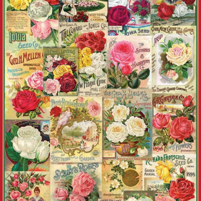 semi di rosa
