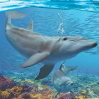 Puzzle - Eurographics - Delfini