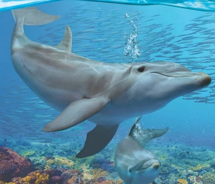 Puzzle - Eurographics - Delfini