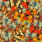 Puzzle - Grafika - Uno stormo di farfalle