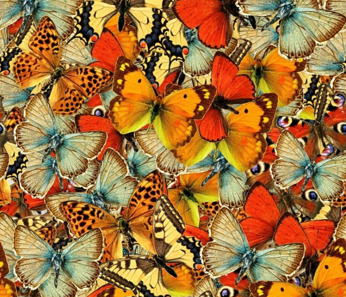 Puzzle - Grafika - Uno stormo di farfalle