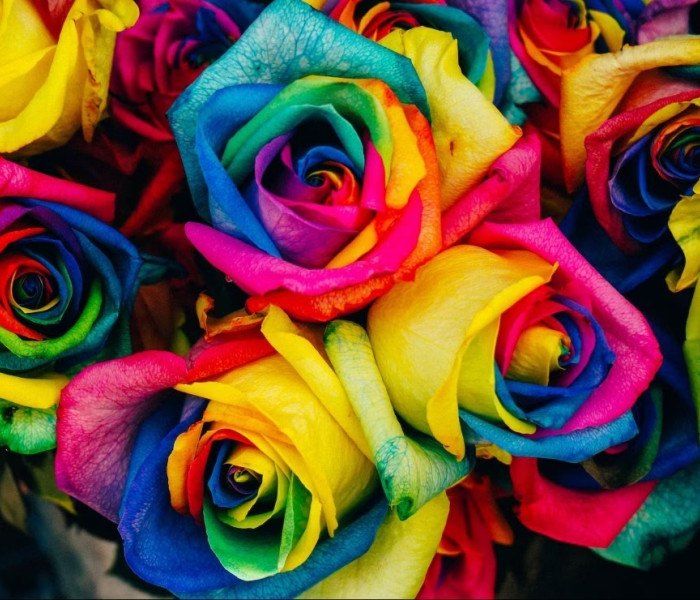 Puzzle - Grafika - Rose