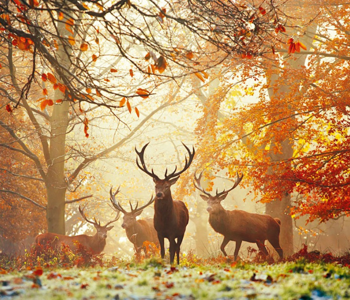 Puzzle - Heye - Cervo