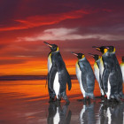 Puzzle - Heye - Pinguini reali - Puzzle Panoramico