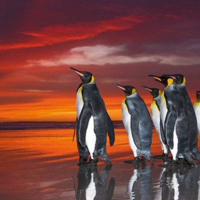 Pinguini reali - Puzzle Panoramico