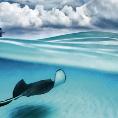 Razza - Puzzle Panoramico